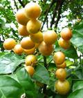 Clausena lansium
